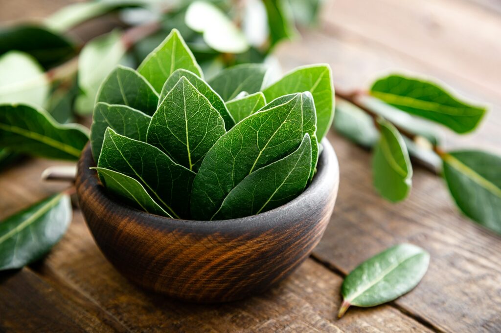 Green bay leaves on wooden background. Laurel leaf. Bay laurel leaves