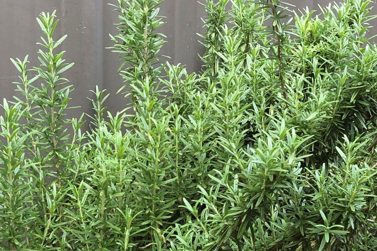 AromaticHerbsAndSpices-Rosemary