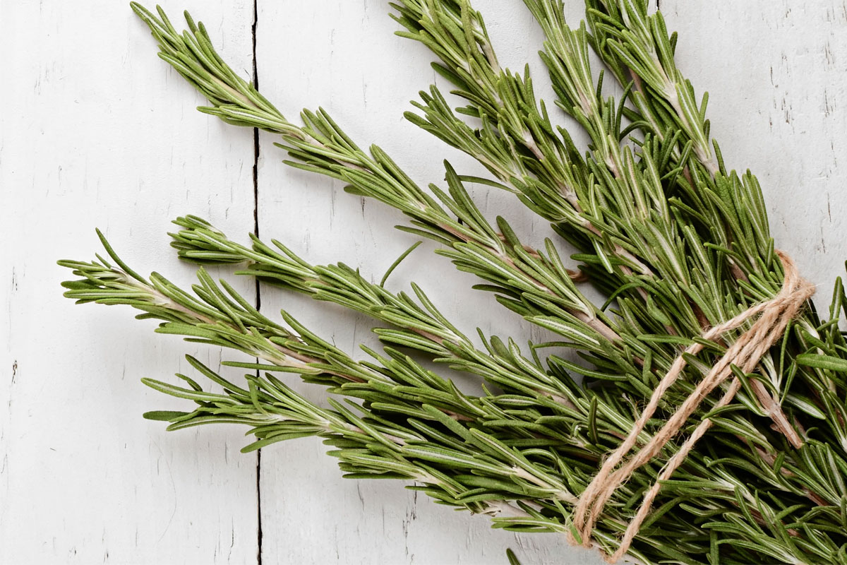 AromaticHerbsAndSpices-Rosemary4