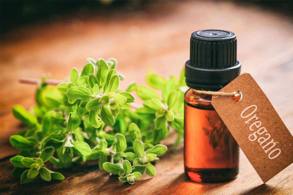 EssentialOils-OreganoOil4