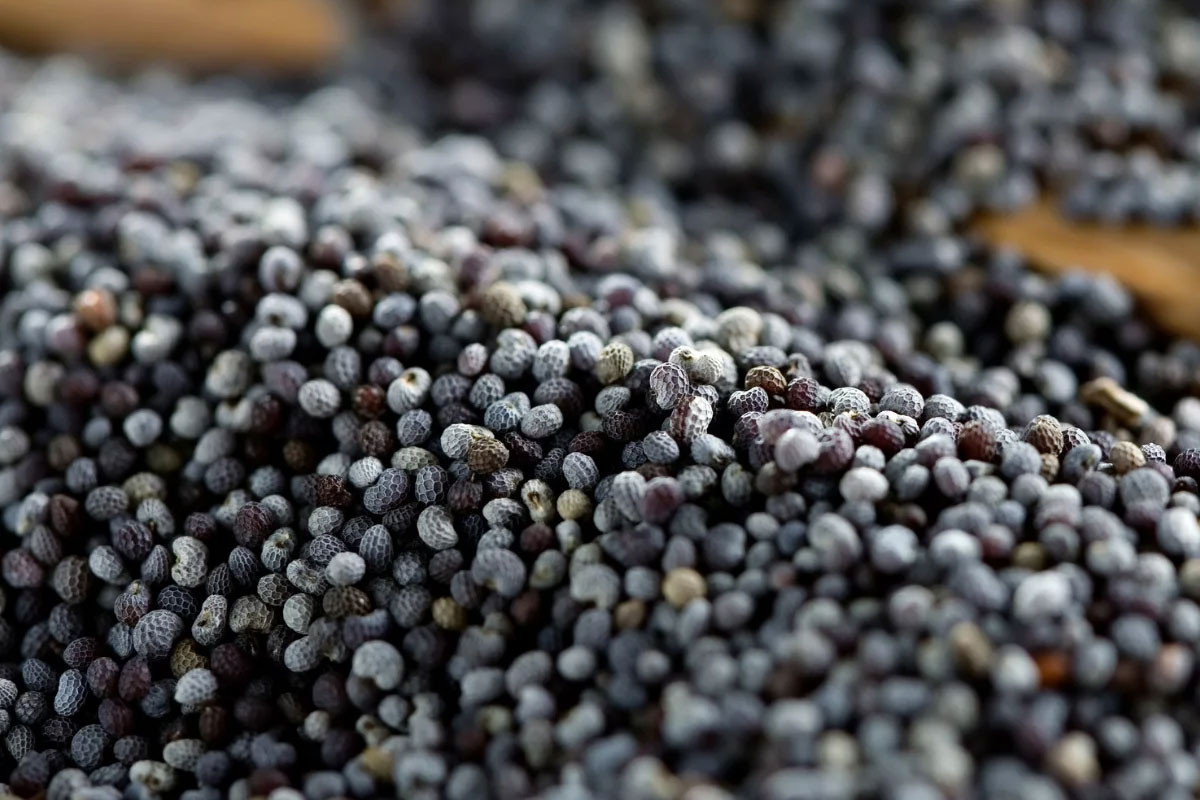 Seeds-BluePoppySeeds1