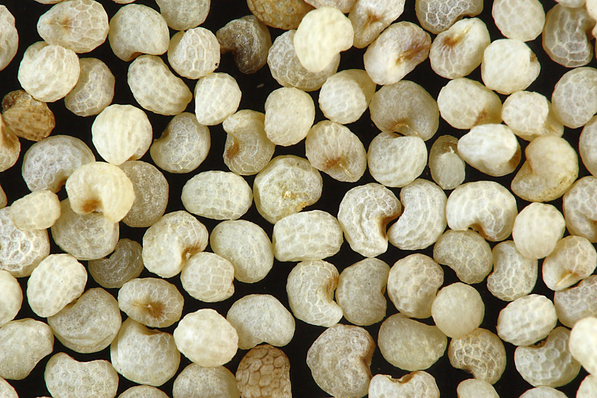 Seeds-WhitePoppySeeds3