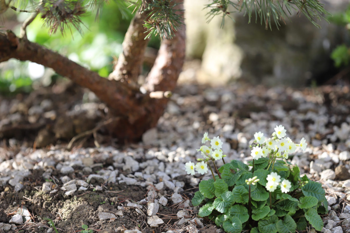 Primula Vulgaris