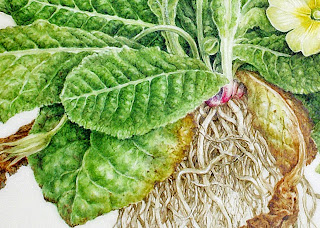 Primulavulgaris leaf and root detail2