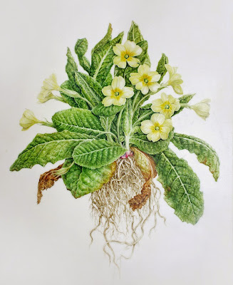 Primulavulgaris