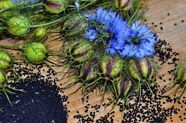 black-seed
